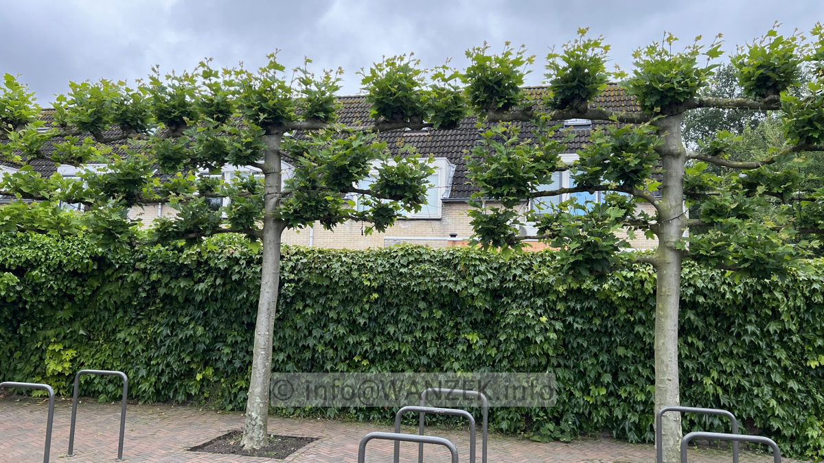 Platanus hispanica - Spalier 02.jpg